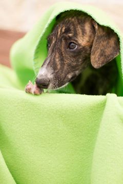 ADOPTADO.  STITCH. CACHORRITO DE GALGO EN ADOPCION. MADRID. MUY URGENTE. Stitch