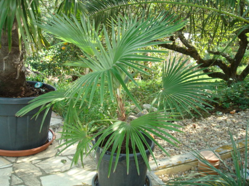 Trachycarpus a jeho hybridy (kříženci) - Stránka 2 DSC06550