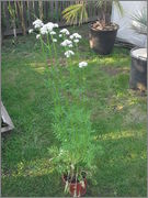 Valeriana officinalis - kozlík lékařský DSCF4159