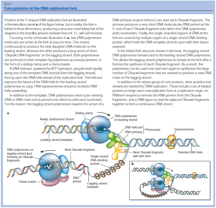 dna replication - DNA replication of prokaryotes - Page 2 DNA_replication_and_recombination123