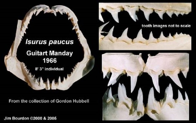Средиземноморски акули Isurus_paucus_denti