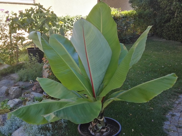 Ensete ventricosum (vč. maurellii) - Stránka 10 IMG_20160831_120554