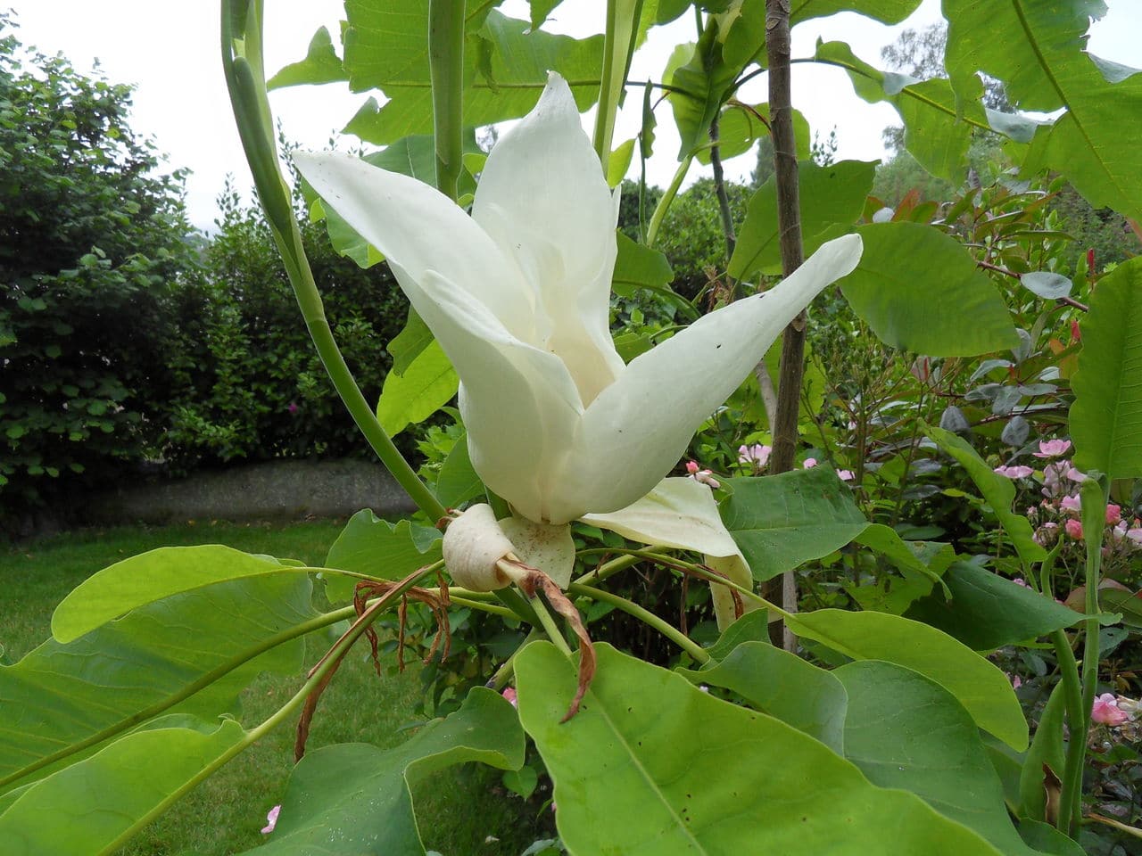 magnolia macrophylla SDC11896