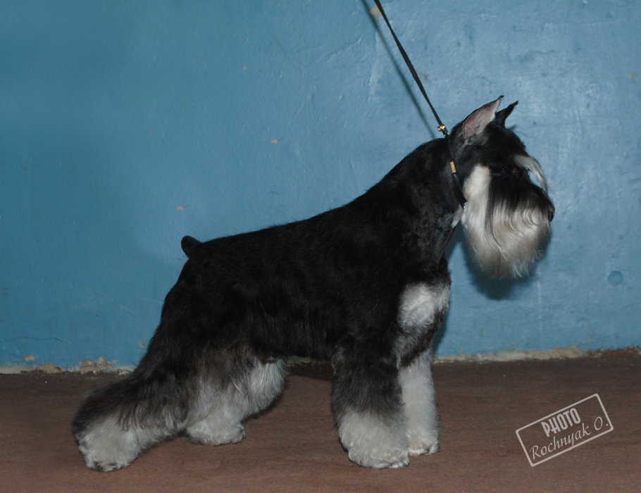 Kennel "MINIMAKS" - litter: Ch. Chelines Russian Roullette x Ch. Fler Park Flashdance 4546de28bde4