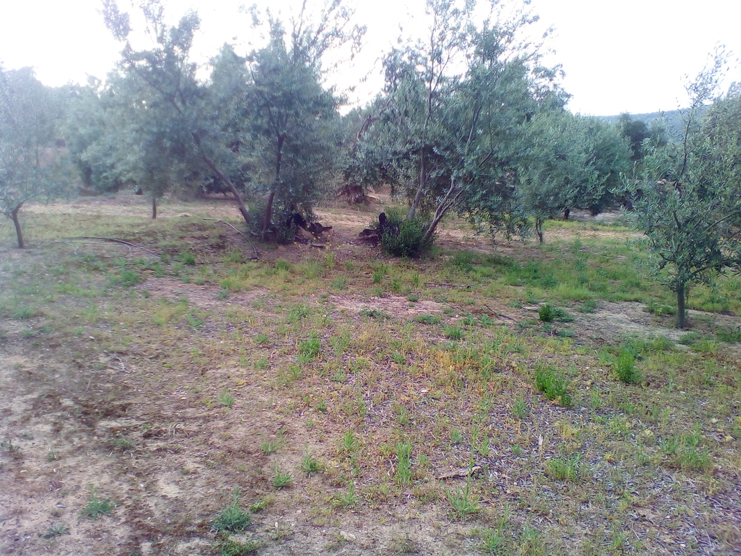 Arrojes en cortes de olivos talados este año (Córdoba) IMG_20170415_084520