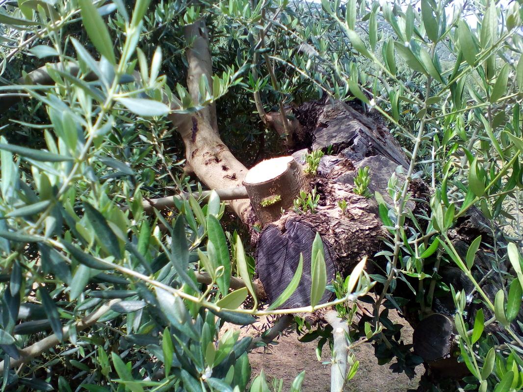 Arrojes en cortes de olivos talados este año (Córdoba) IMG_20170415_125314
