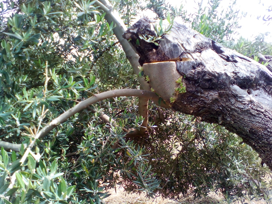 Arrojes en cortes de olivos talados este año (Córdoba) IMG_20170415_125437