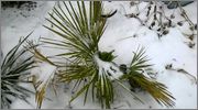 Trachycarpus fortunei  - Stránka 10 WP_20150201_015_1