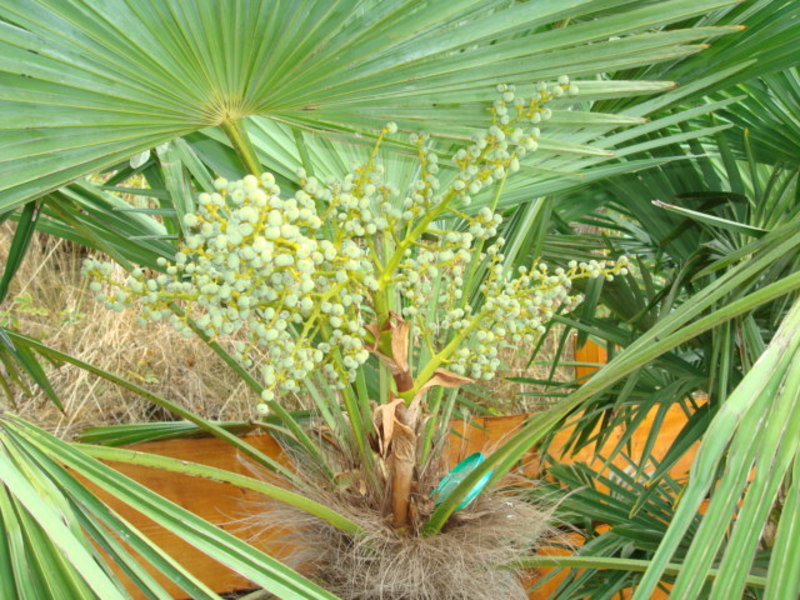 Trachycarpus fortunei  - Stránka 24 DSC05202