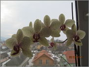 Orchideje IMG_0524