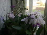 Orchideje 02112014261