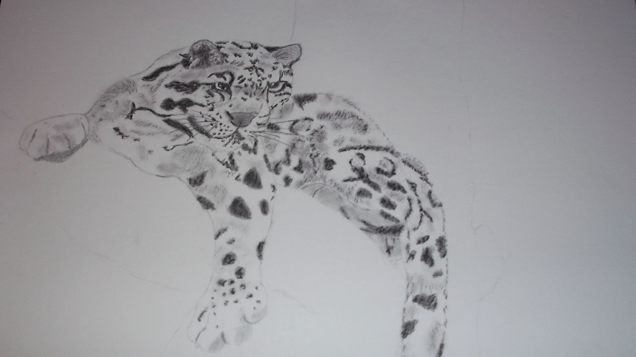 Baldirak's Drawings/Painting Clouded_Leopard