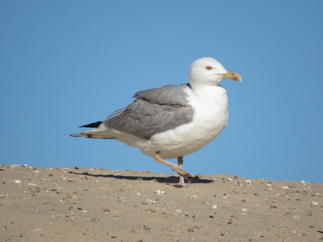 Gaivota-de-patas-amarelas (Larus michahellis) IMG_1567