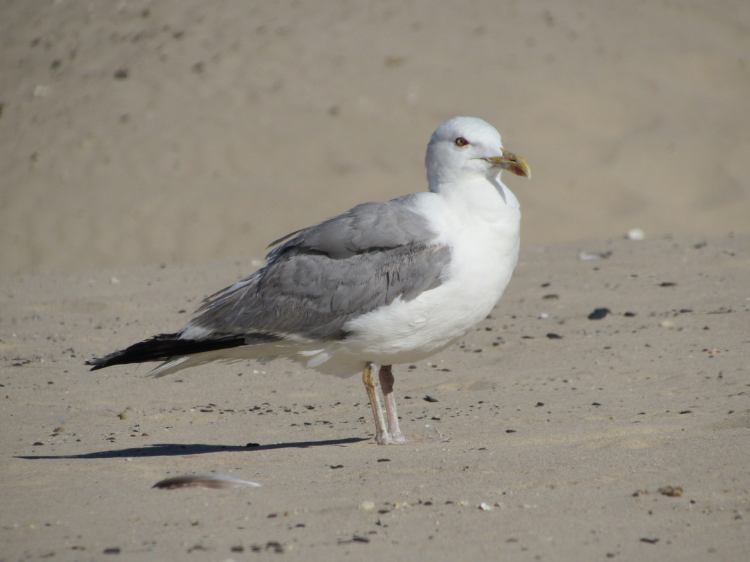 Gaivota-de-patas-amarelas (Larus michahellis) IMG_1547