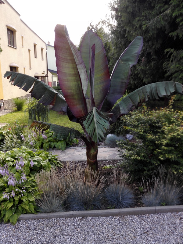 Ensete ventricosum (vč. maurellii) - Stránka 11 IMG_20170712_165201