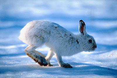 Silberblut Hare