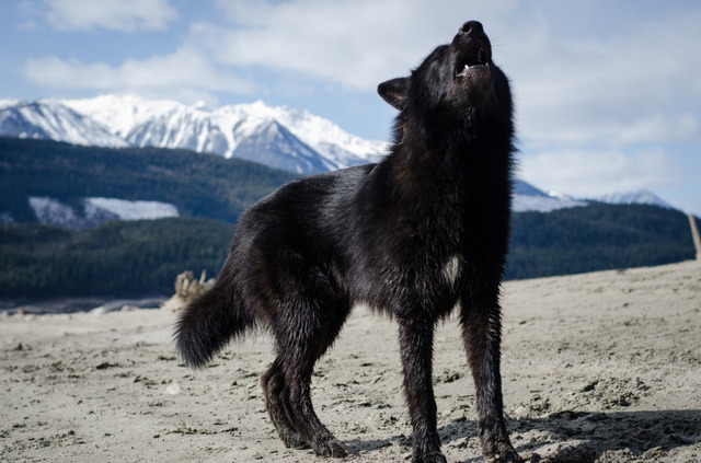 Alaskan noble companion dog 2rf3l7l