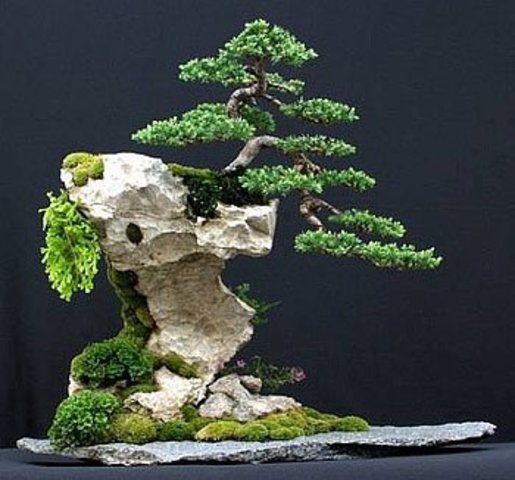 Bonsai - Page 3 1aaa