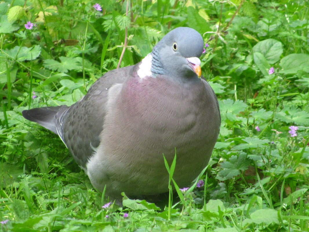 Pombo-torcaz (Columba palumbus) IMG_5976