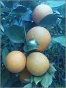 Pomerančovníky - Citrus sinensis 1369147977379