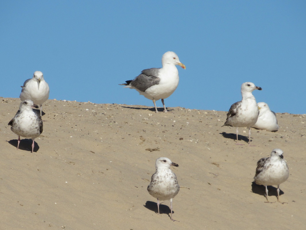 Gaivota-de-patas-amarelas (Larus michahellis) IMG_1572