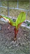 Ensete ventricosum (vč. maurellii) WP_20140405_015