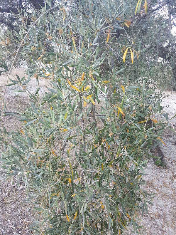 Qué deficiencia tienen estos olivos? (Granada) 20170615