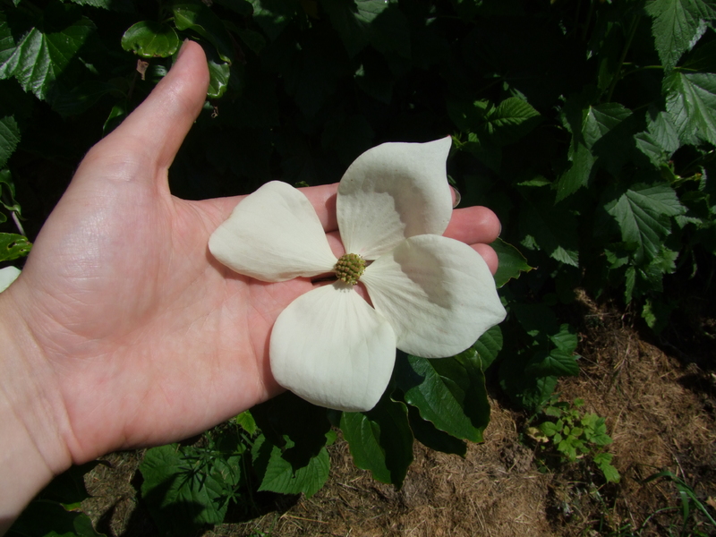 Cornus kousa DSCF5678