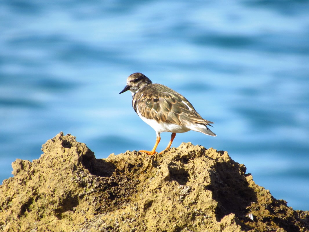 Rola-do-mar (Arenaria interpres) IMG_5033