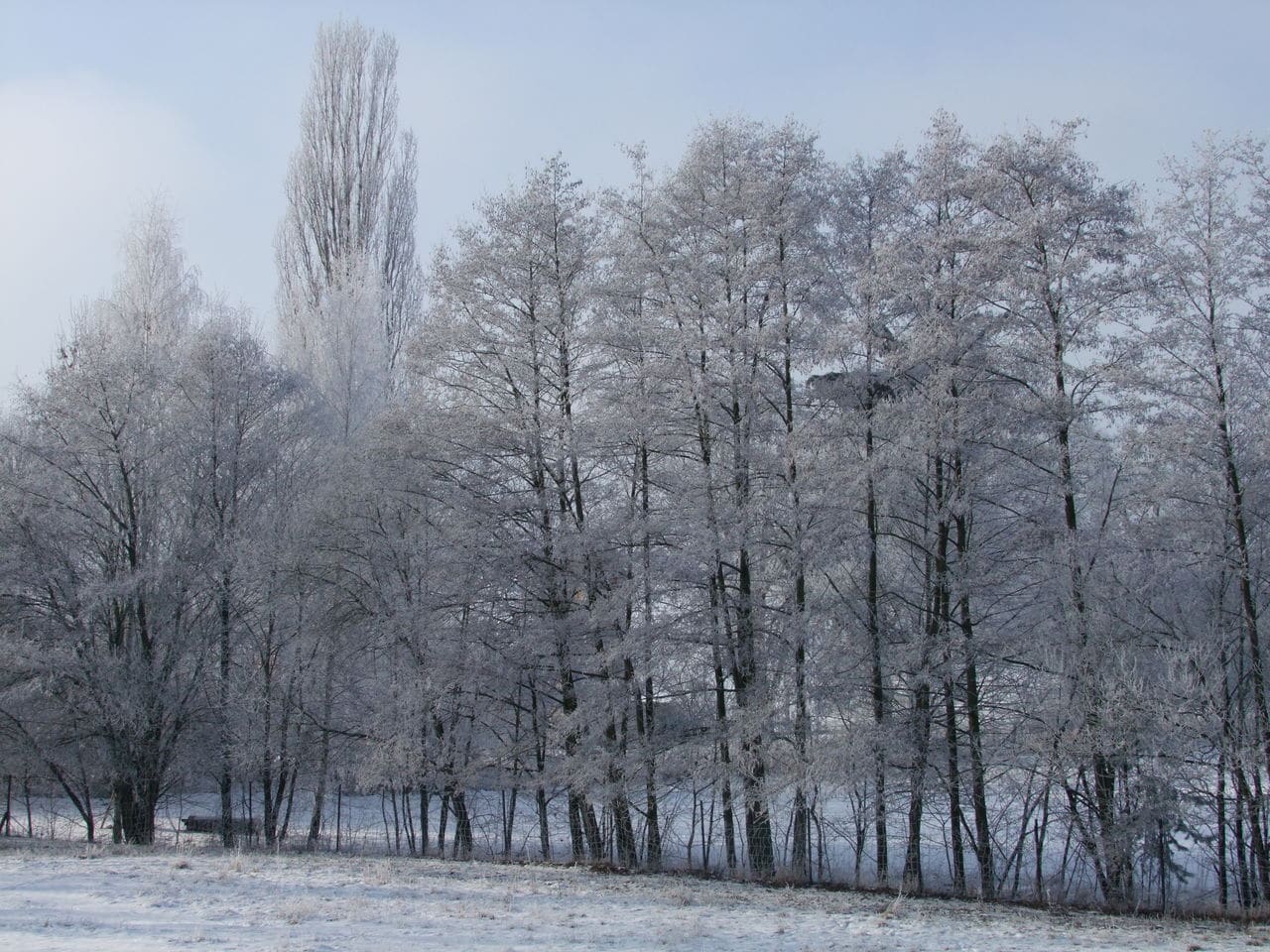 Zima na zahradě DSCF8525