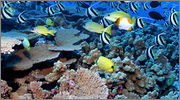 Coral Reef Most_coral