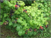 Rod Rubus - ostružiny a maliny DSCF4786