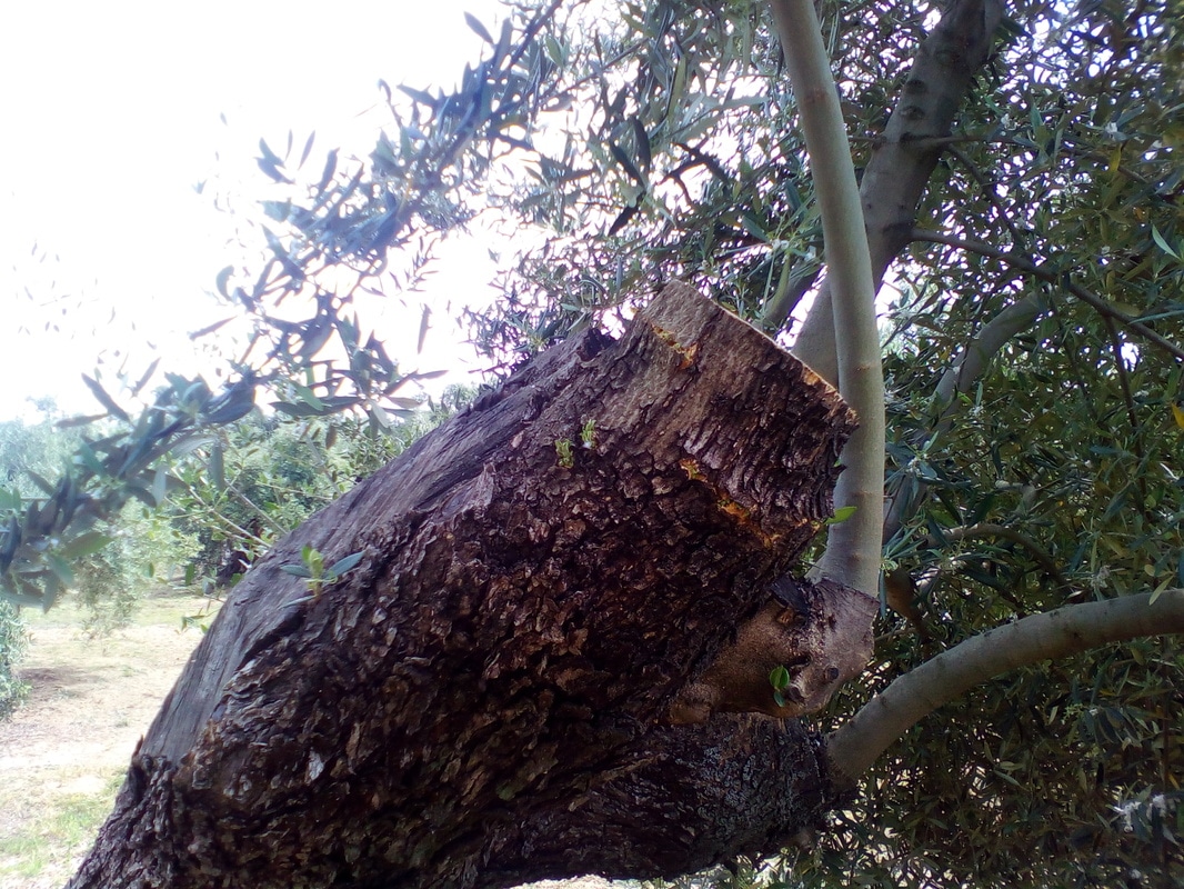 Arrojes en cortes de olivos talados este año (Córdoba) IMG_20170415_125359