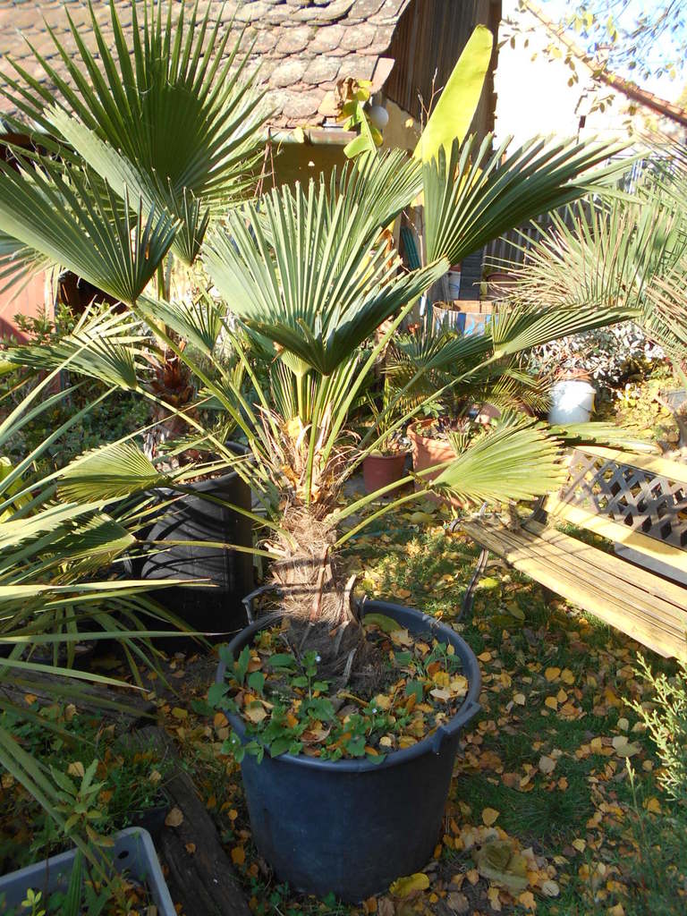 Trachycarpus fortunei var. Wagnerianus - Stránka 2 DSCN1997