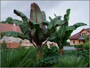 Ensete ventricosum (vč. maurellii) - Stránka 5 DSCF2170