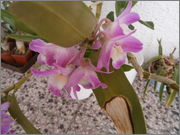 Orchideje PA041718