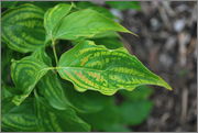 Cornus kousa DSC_0016