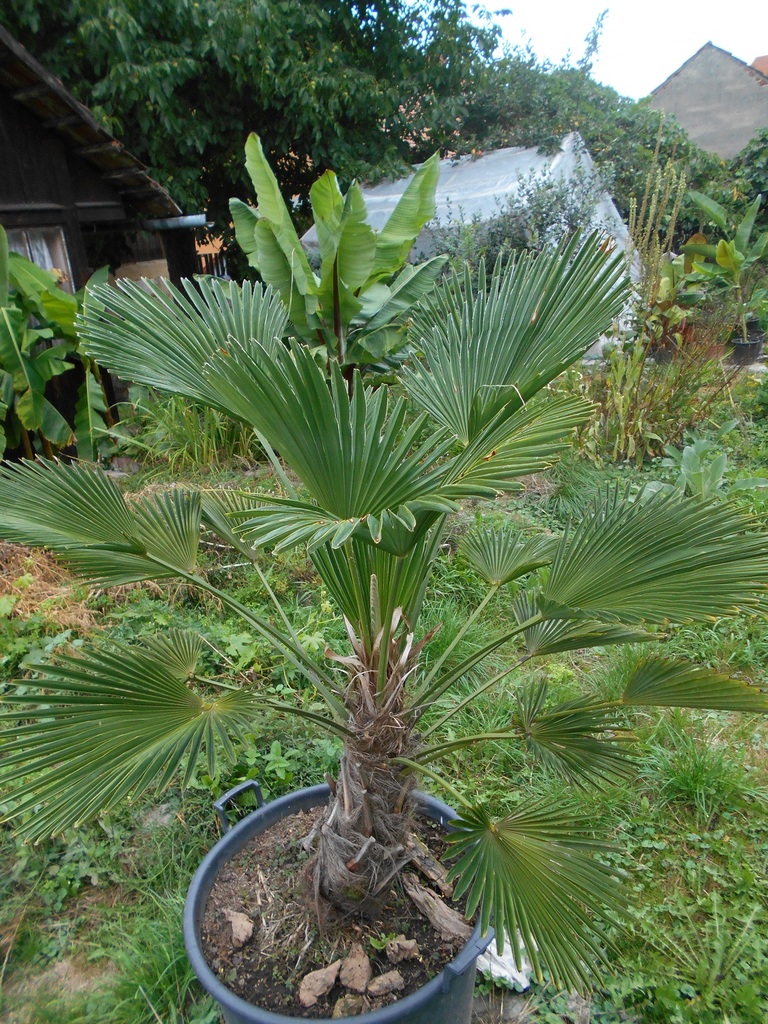 Trachycarpus fortunei var. Wagnerianus - Stránka 2 DSCN1661