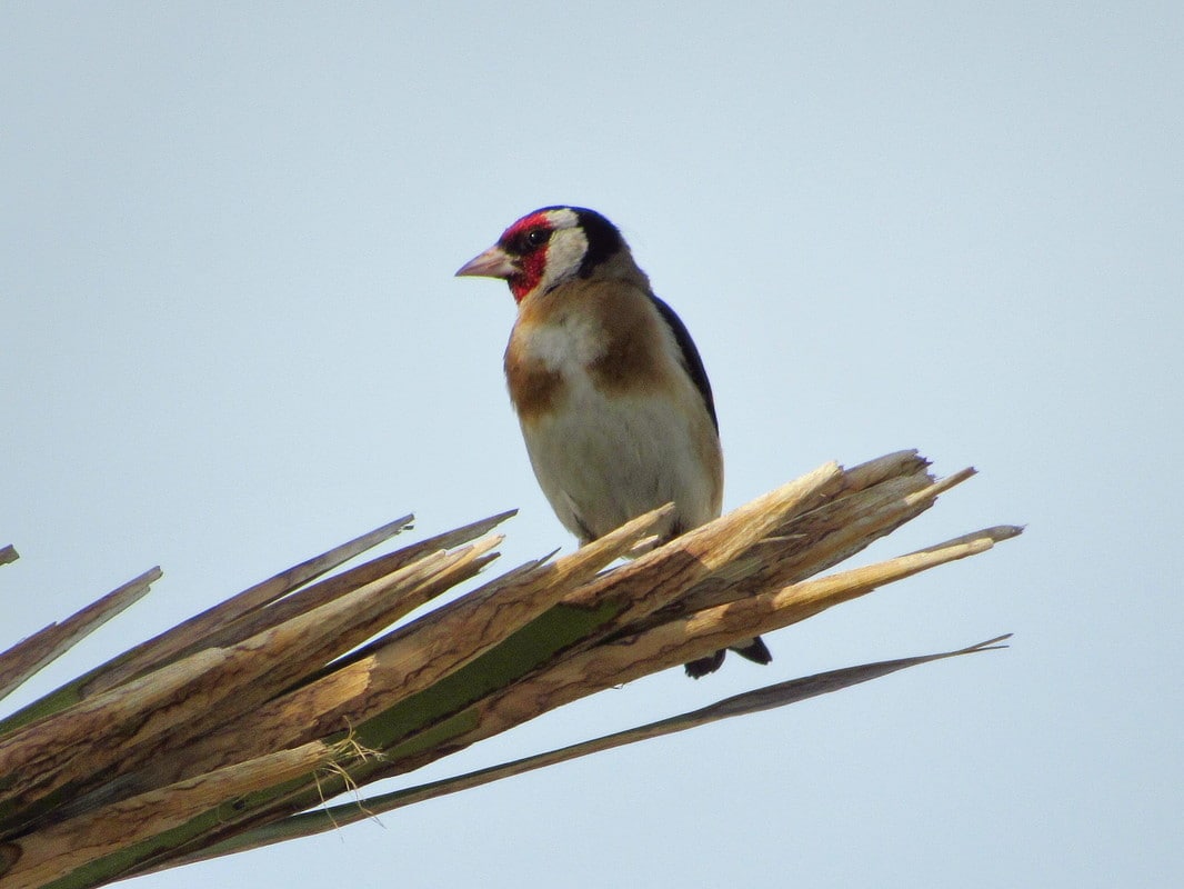 Pintassilgo (Carduelis carduelis) IMG_0783