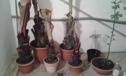 Ensete ventricosum (vč. maurellii) - Stránka 11 20161112_175705