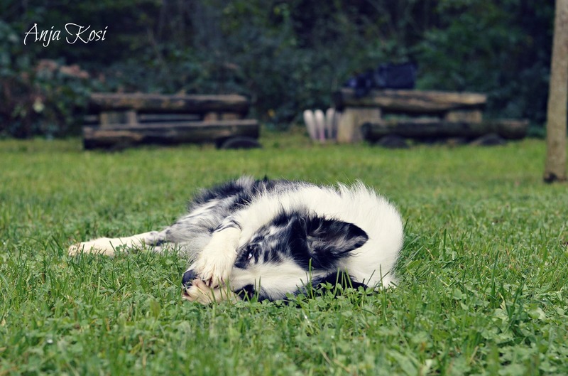 Border Collie - Page 3 1836838_972537512760282_5127602696524702618_o