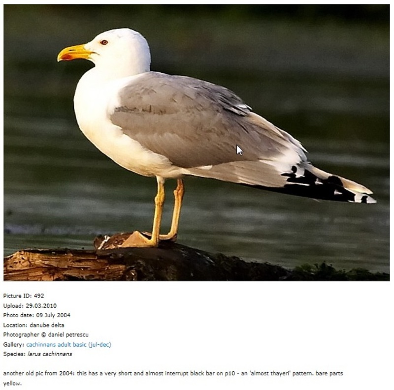 Gaivota-de-patas-amarelas (Larus michahellis) Cach_net_2