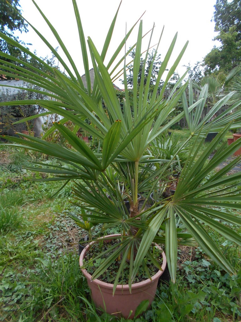 Trachycarpus fortunei  - Stránka 24 DSCN1663