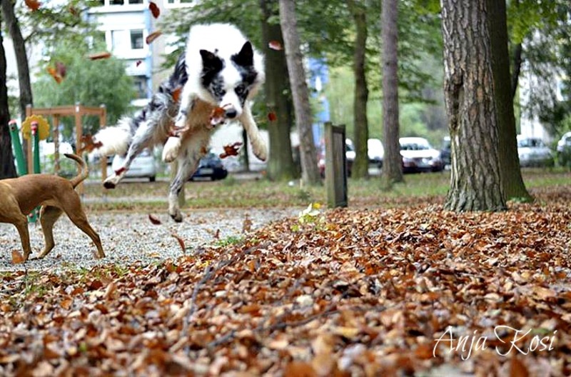 Border Collie - Page 3 544940_972555079425192_6070856900546367134_n_K