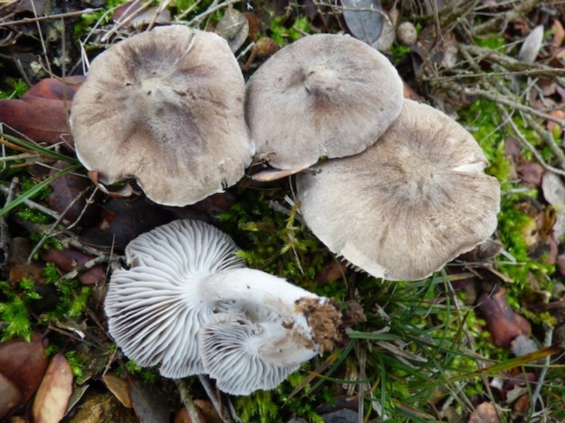 Tricholoma sp. Tri