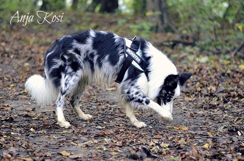 Border Collie - Page 3 1378640_972548196092547_6802777974558634039_n