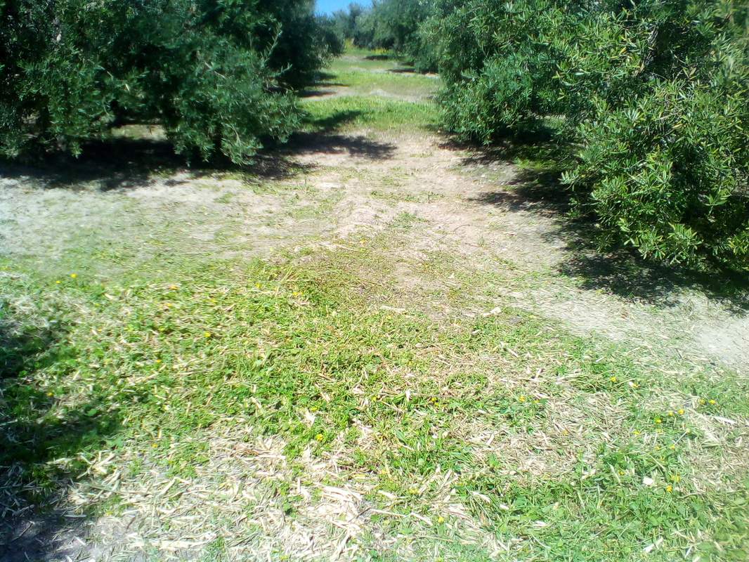 ¿Cómo incrementar el contenido en materia orgánica del suelo? IMG_20170318_125911