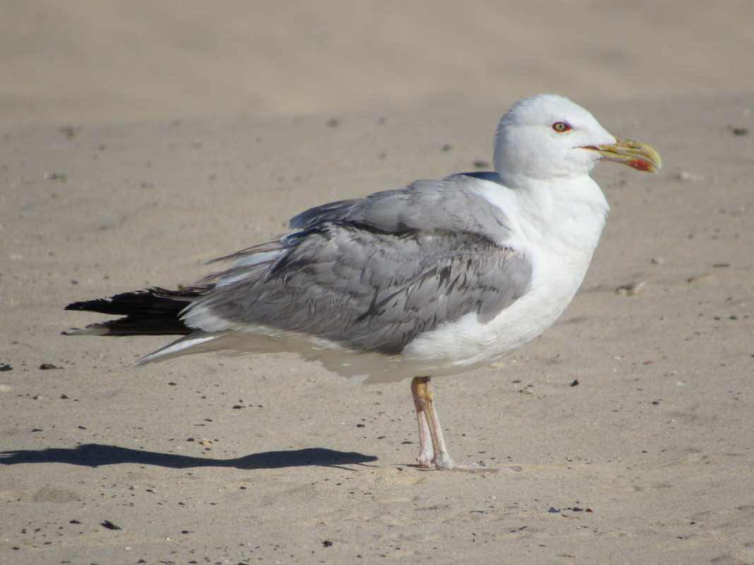 Gaivota-de-patas-amarelas (Larus michahellis) IMG_1555