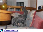 Blue&isabella litters from Russia (ThaimLine Kennel) 30ddf3ba68a7t