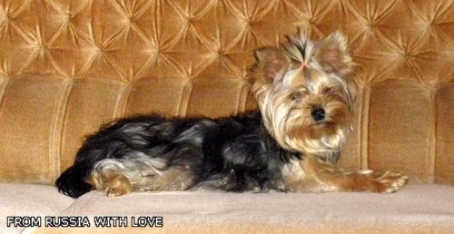 Yorkshire terrier - Page 2 Ed5c423fbff1